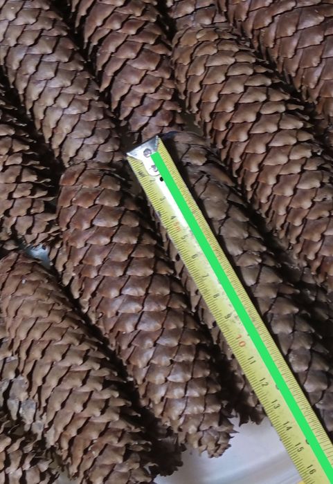 Szyszki świerkowe długie od 13 cm, zestaw 10 sztuk