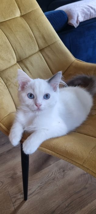Ragdoll piękne koty do Felinoterapii FPL FIFE
