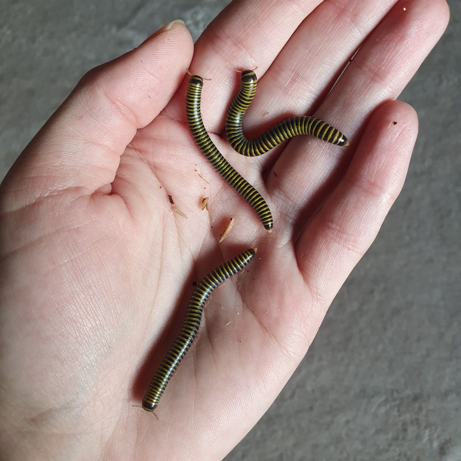 Anadenobolus monilicornis - krocionogi idealne dla początkujących