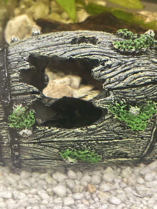 Ryby, Akwarium, Sprzęt, Sprzedam!