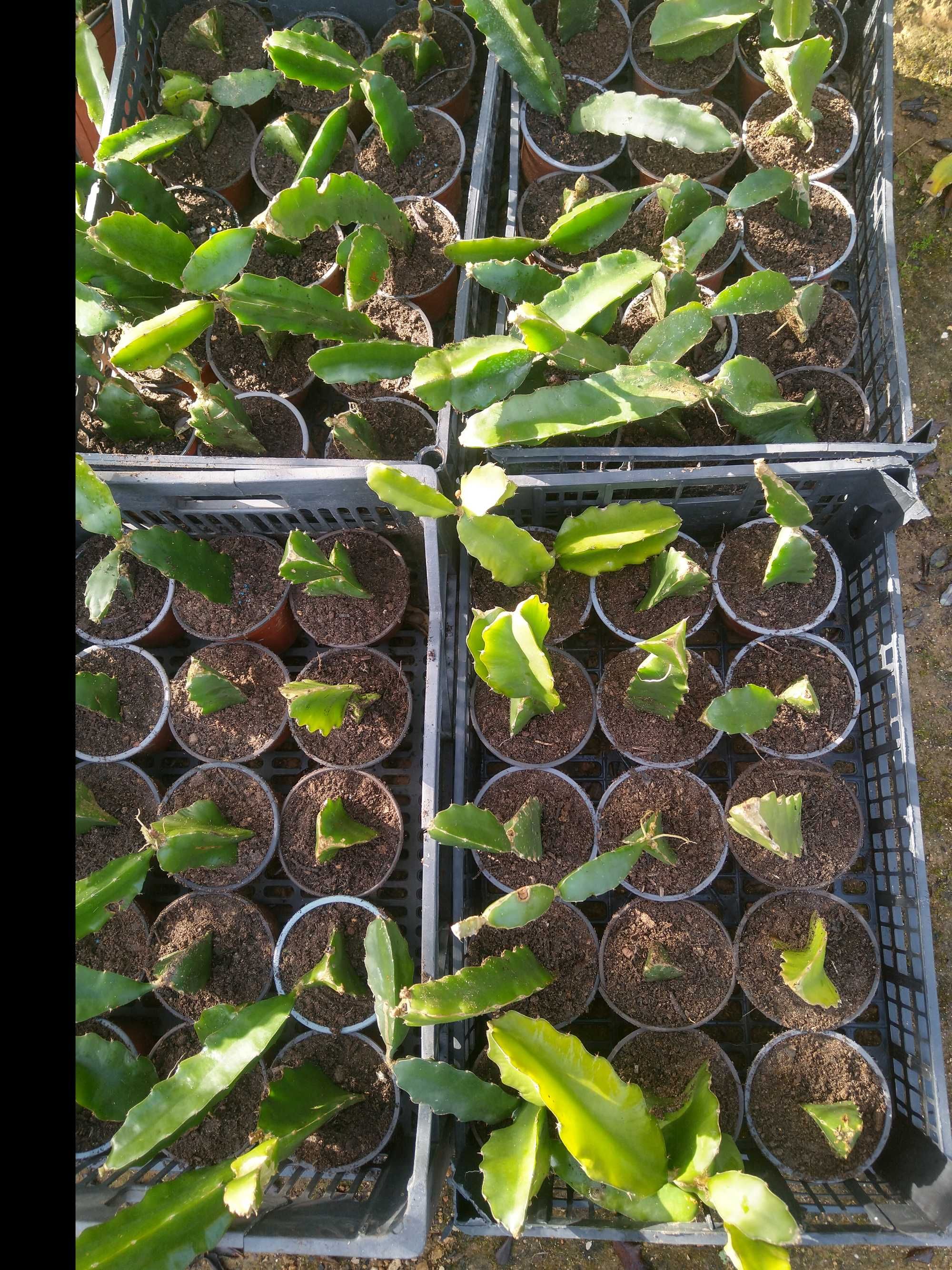 Plantas PITAYA , polpa branca