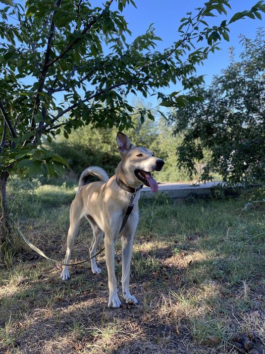 Отдам бесплатно в хорошие руки