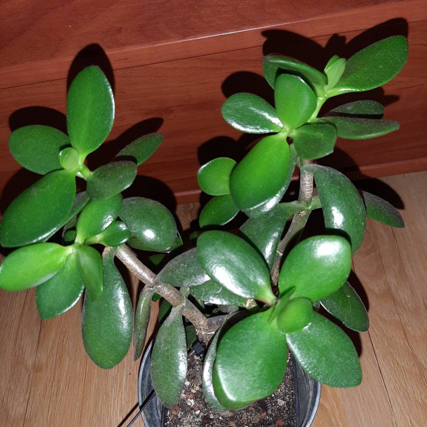 Grubosz, crassula