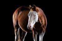 Stanówka Ogierem APHA - American Paint Horse