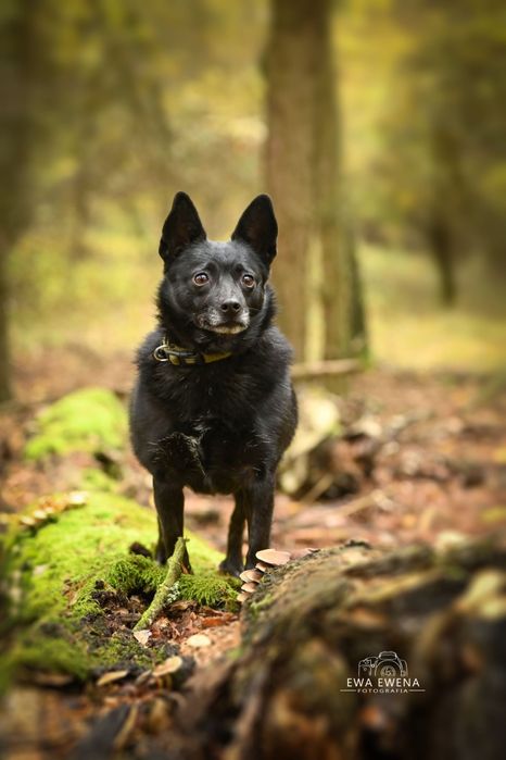 Reksio 5 kg mikro piesek do adopcji