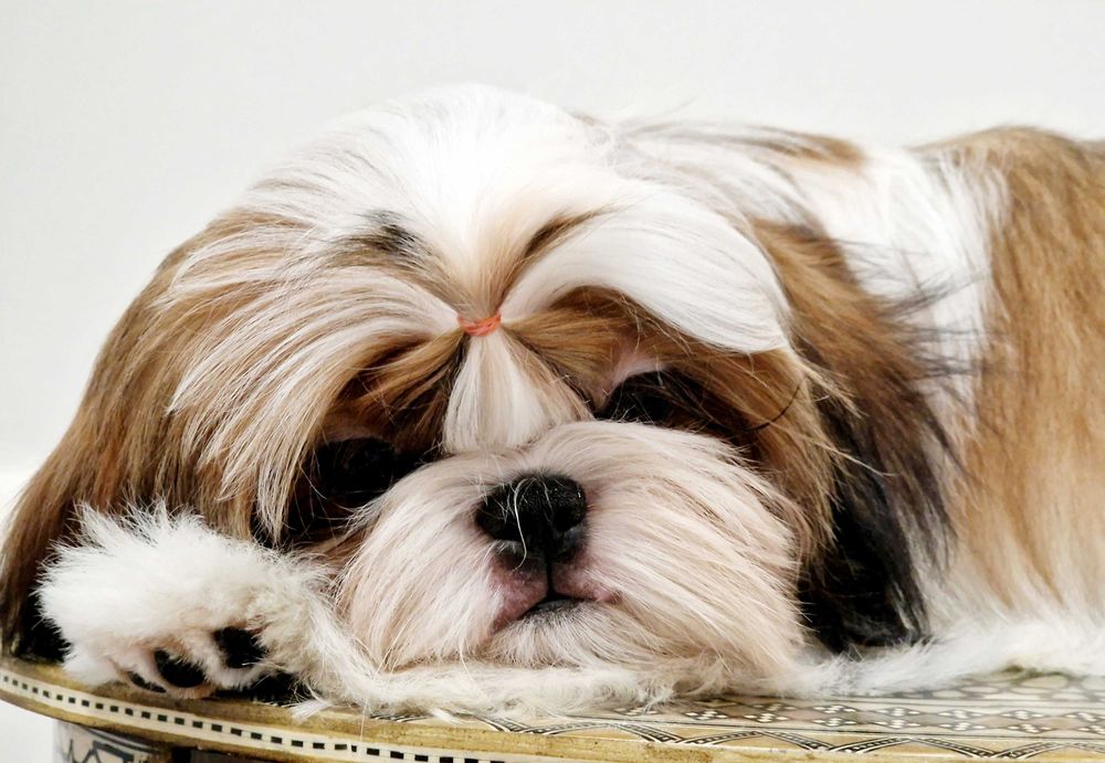 Shih-tzu dziewczynka na sprzedaż FCI