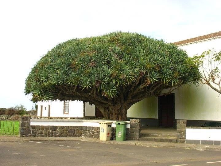 Dragoeiro ou Dracaena draco