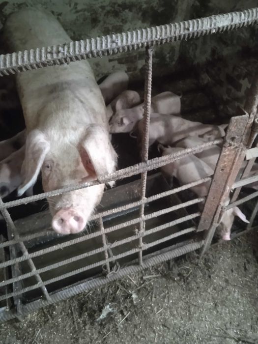 Продам 5 кабанчиків кастрованих та 2 свинки.