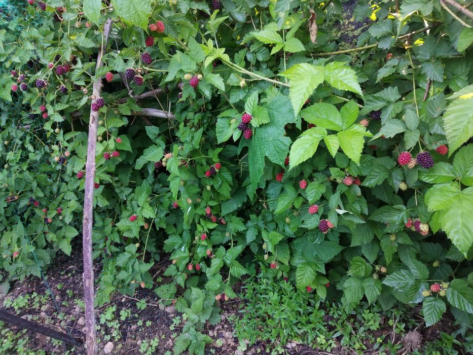 Amoras pretas grandes, de qualidade