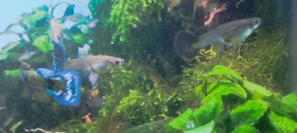 Guppys Galaxy blue