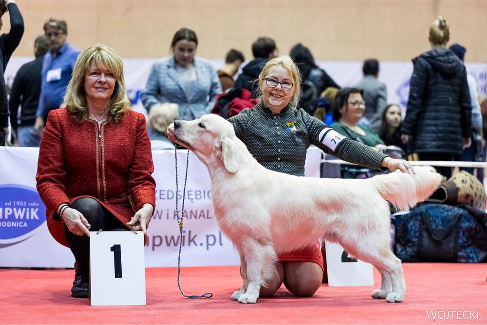 Golden Retriever, reproduktor ZKwP (FCI)