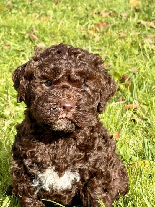Lagotto romagnolo ZKwP/FCI - piękny piesek