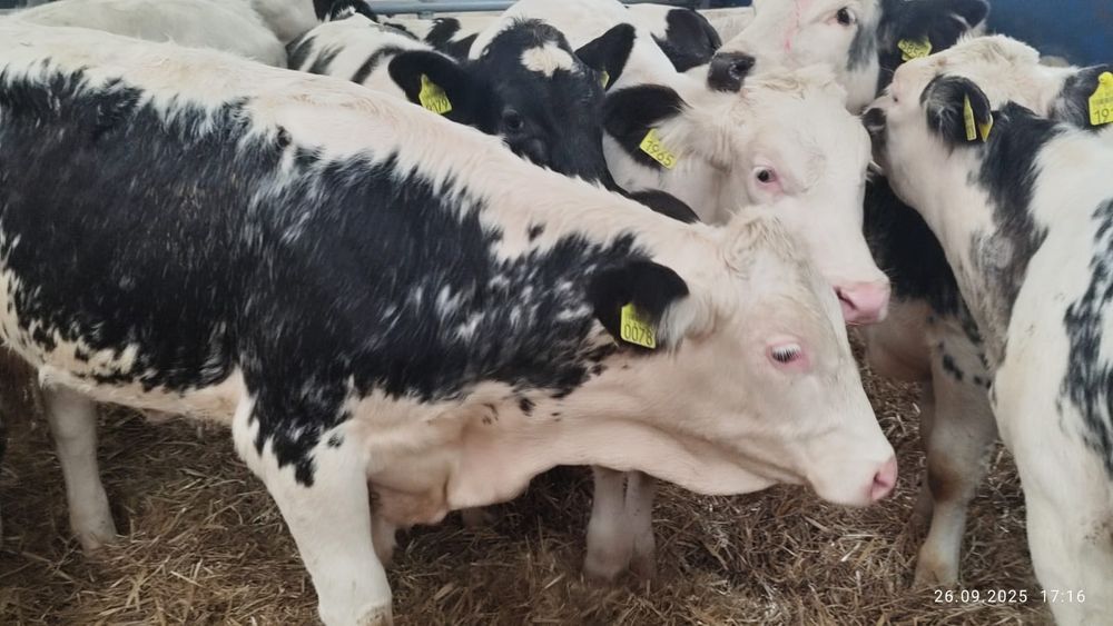 Odsadki mięsne bbb simental