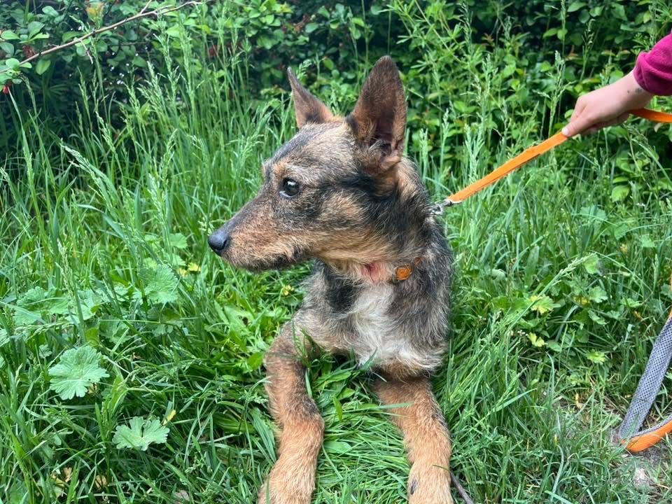 Kochany Tymek czeka na adopcje