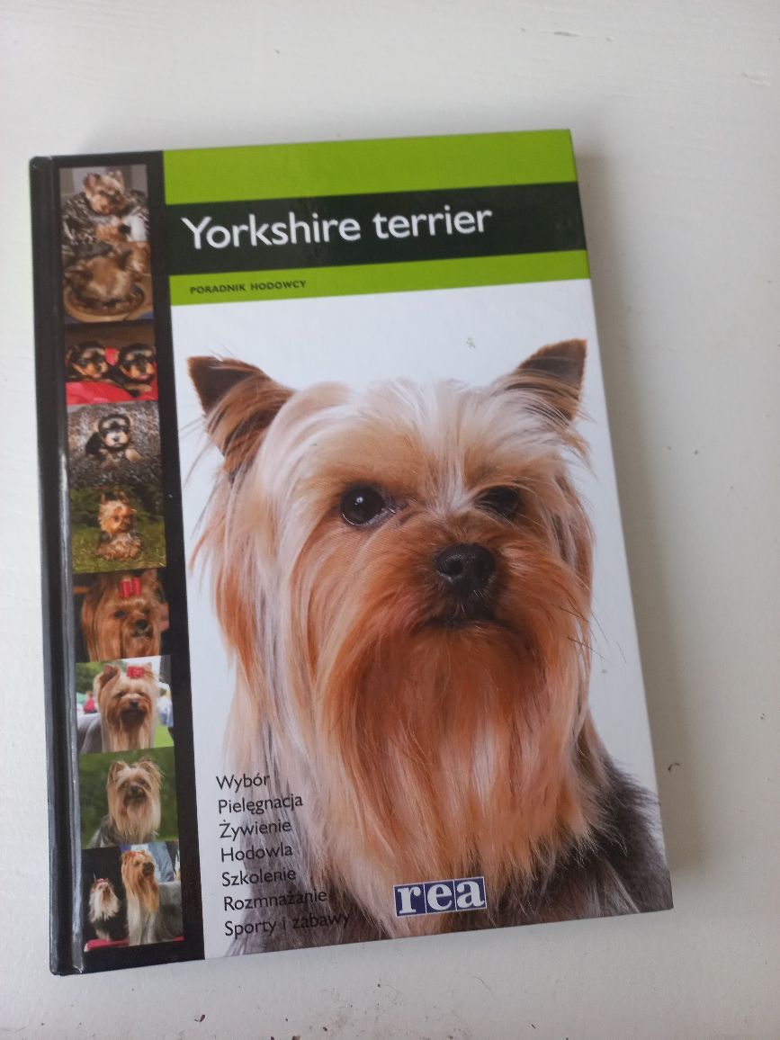 Yorkshire terrier