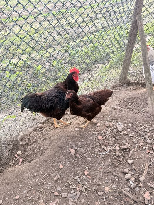 para o fim do ano  ovos galados rhode island red