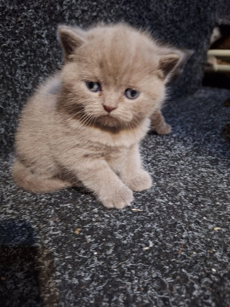 Кошенята чистокровні
