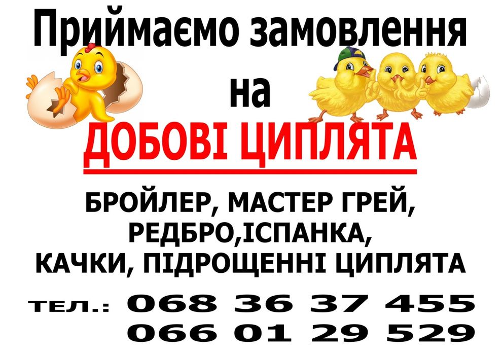 Курчата. Каченята. Приймаємо замовлення на добових курчат