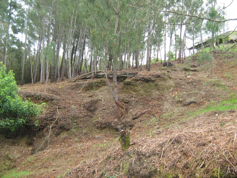 Limpezas Florestais, Limpezas de Terrenos - Trabalhos Especializados