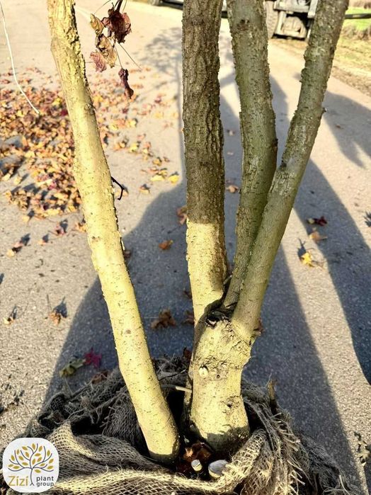 Liquidambar s., ambrowiec amerykański, 200-300cm, wielopniowy, bryła