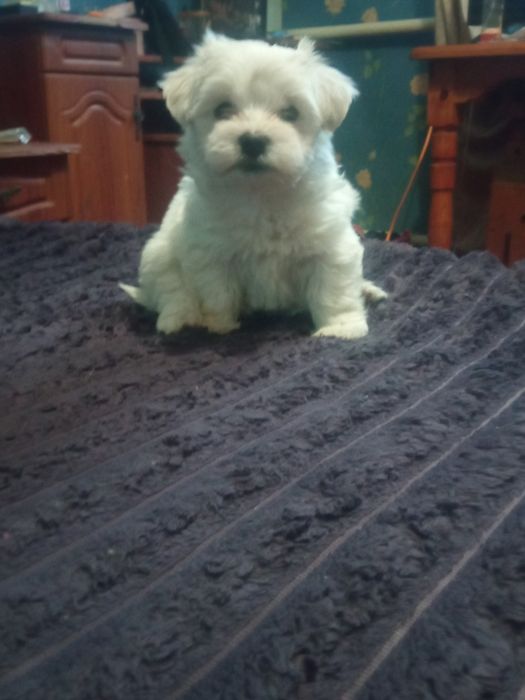 Продам цуценят мальтіпу