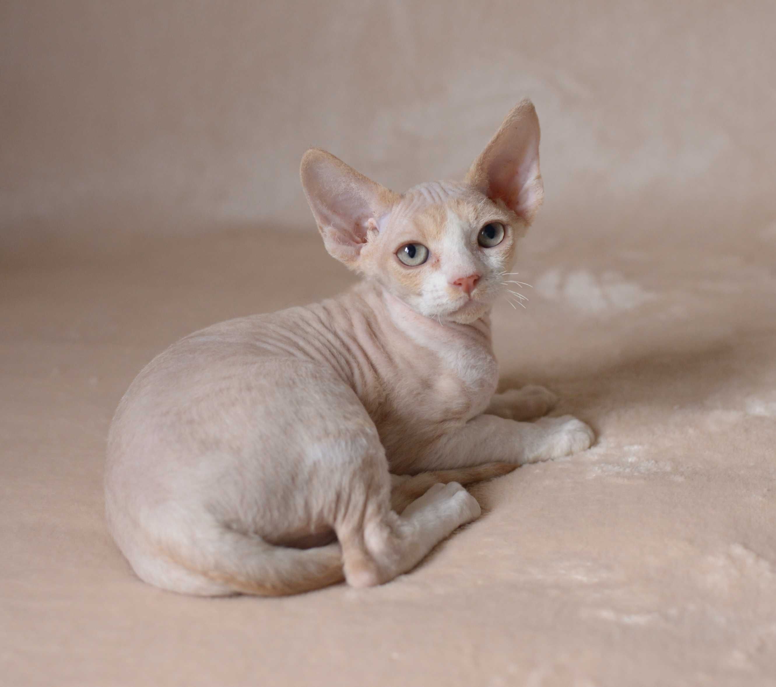 Chłopiec Devon Rex z rodowodem FPL