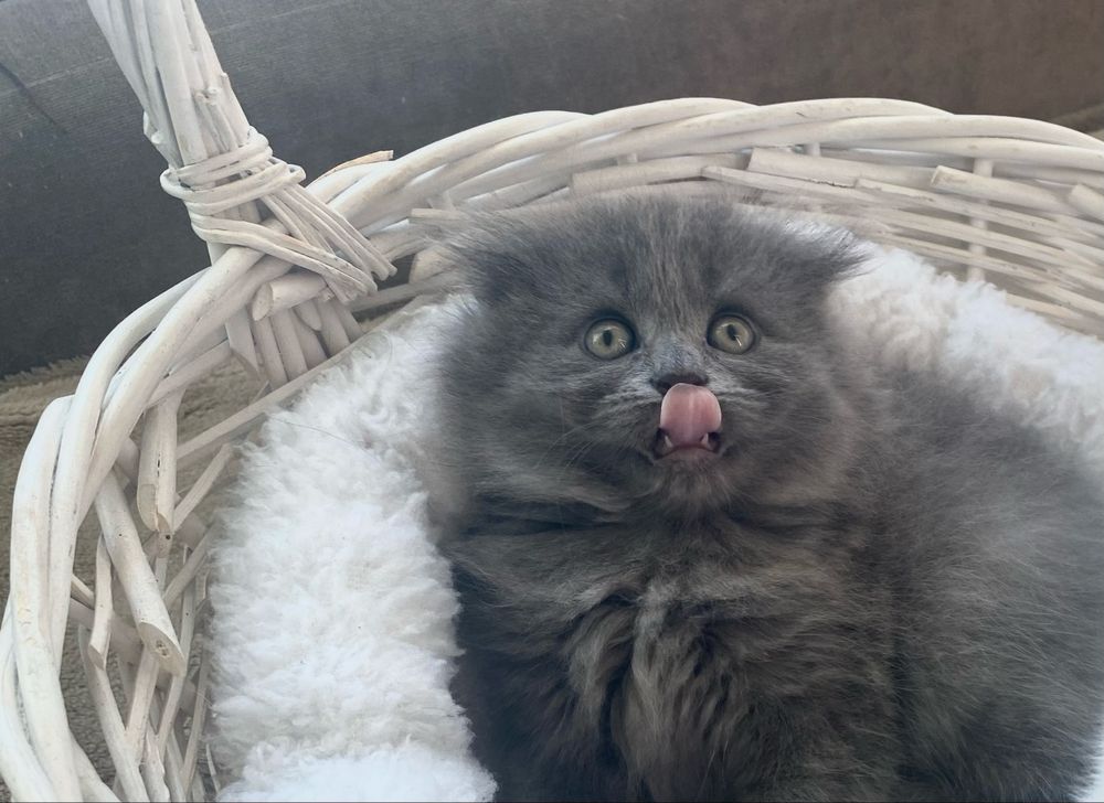Котеня голубе шотландець