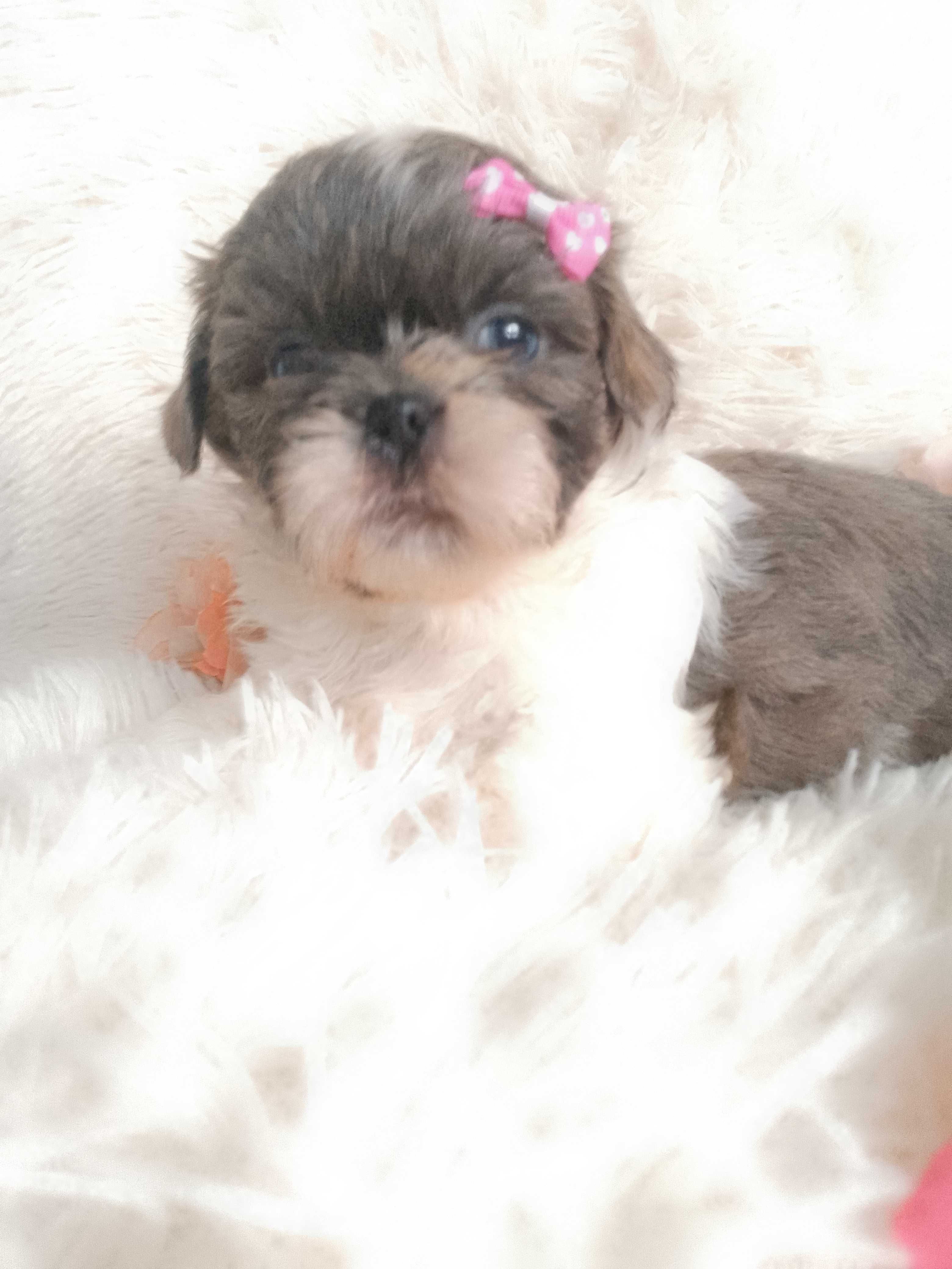Piękna suczka rasy Shih-Tzu szuka domku