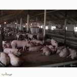 Продам ферму с орендованной землей 1100 га ,Коровники та свиноферму