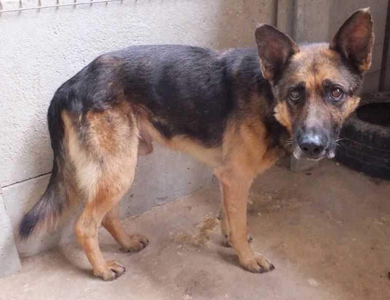 WIWAT pies czarny podpalany, w typie on,spokojny do adopcji