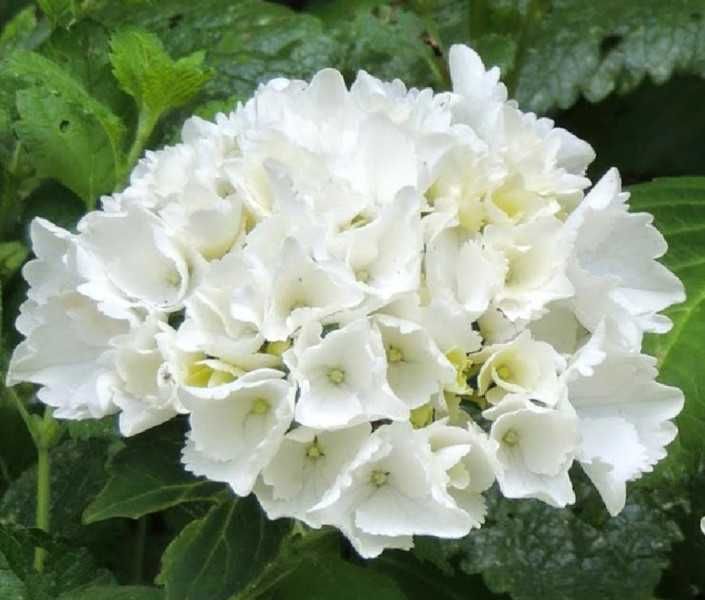 HORTENSJA OGRODOWA WUDU - sadzonki w doniczkach