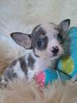 **KOFFI**chihuahua piesek blue merle xs niebieskie oko do rezerwacji