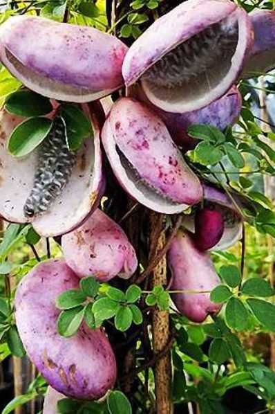 Árvore fruto AKEBIA QUINATA Japão Coreia - portes grátis