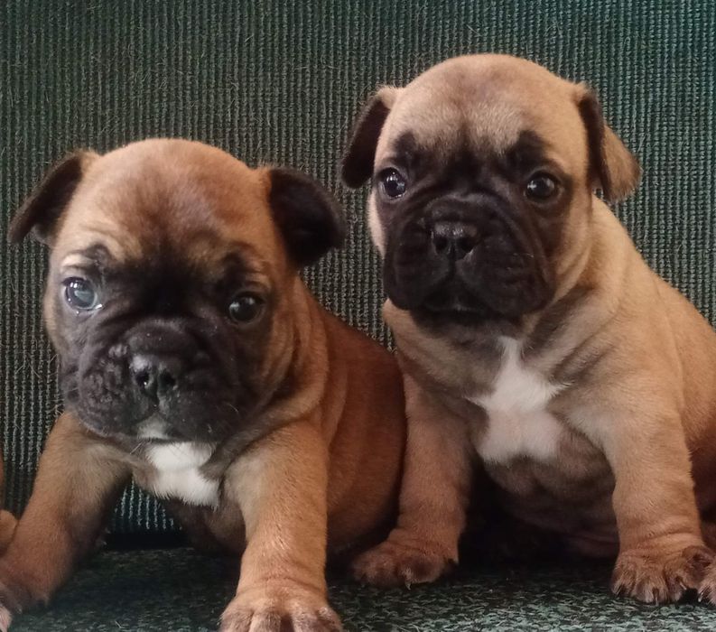 Готуються до переїзду малюки.