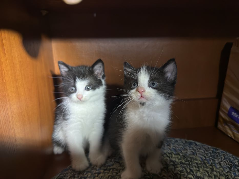 dwa 9 tygodniowe koty