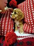 Cavalier King Charles Spaniel Ruby rubinowy rudy samiec