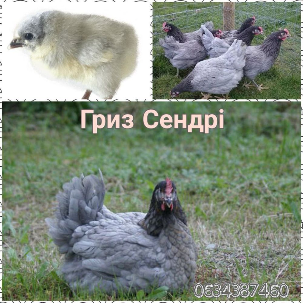 Гріз Сендрі інкубаційне яйце Україна або імпорт