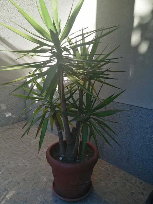 Yuka planta natural várias cabeças