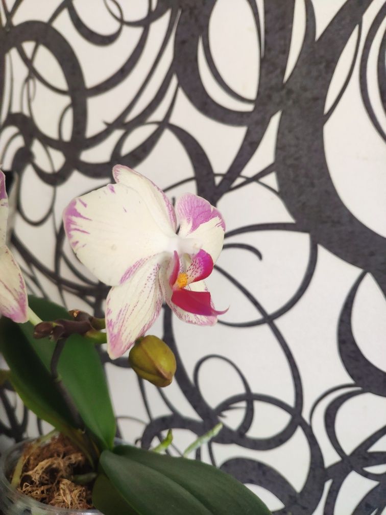 Орхидея Попугай, домашнее цветение