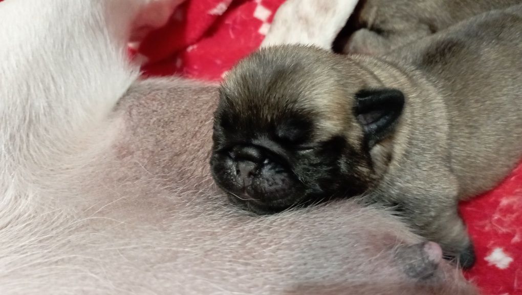 Mops śliczna suczka