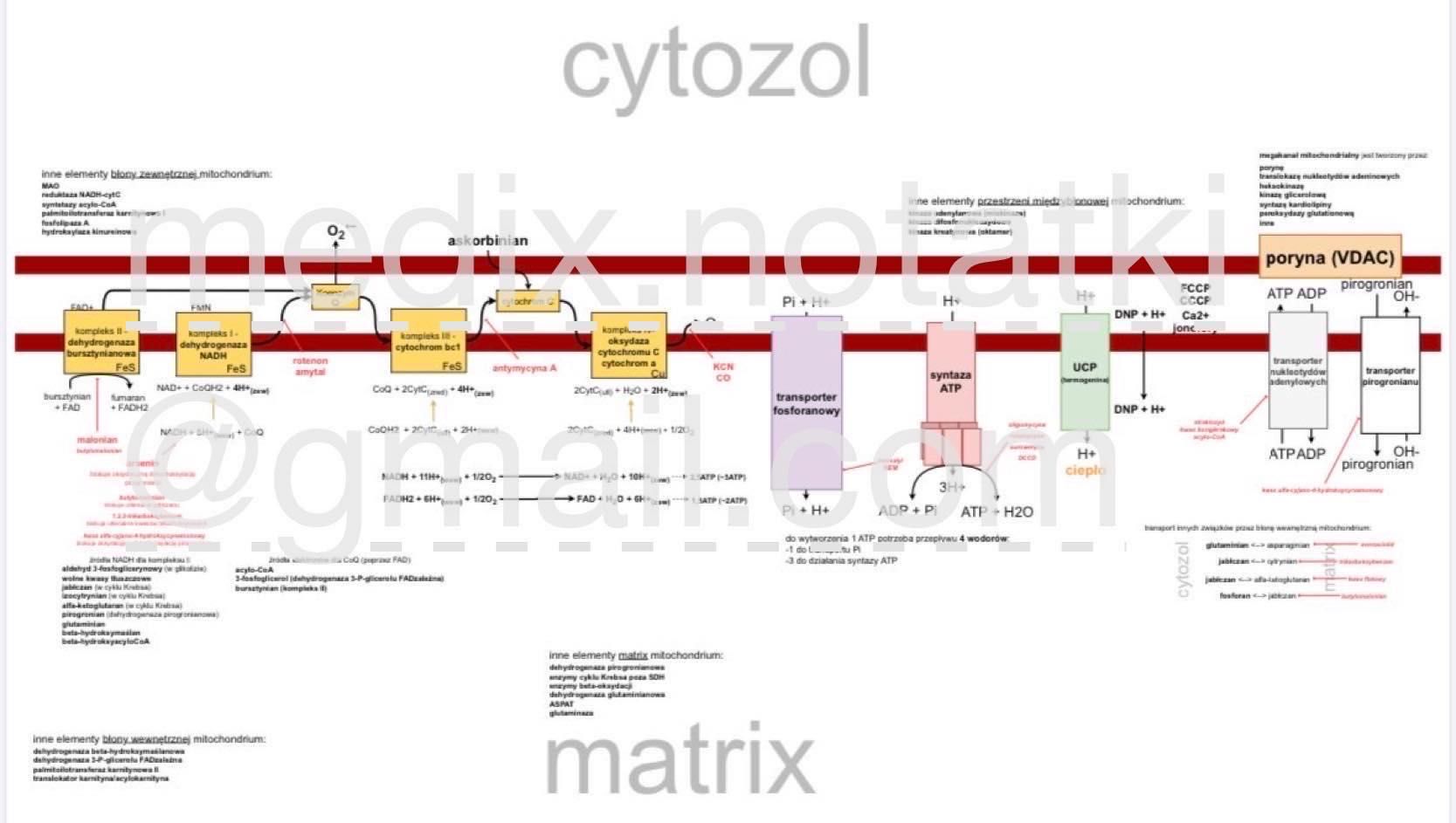 Medyczne mapy myśli; notatki na lekarski, biochemia, farmakologia inne