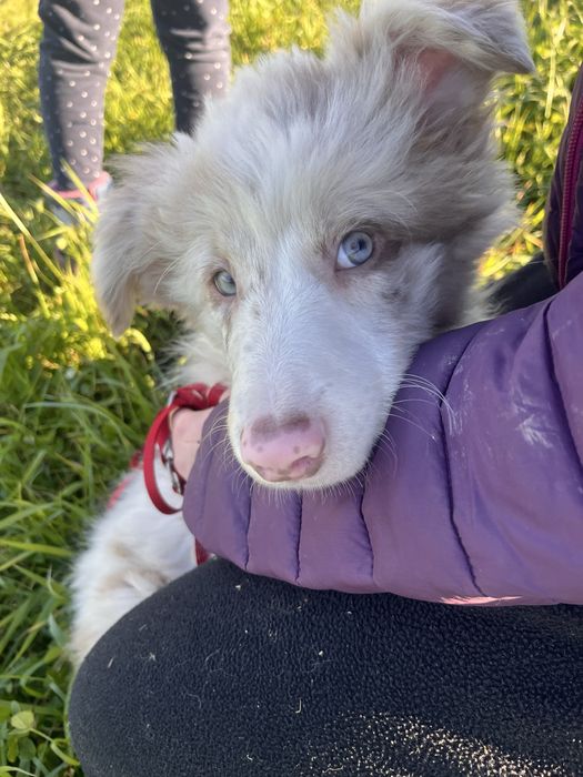 Border Collie suczka