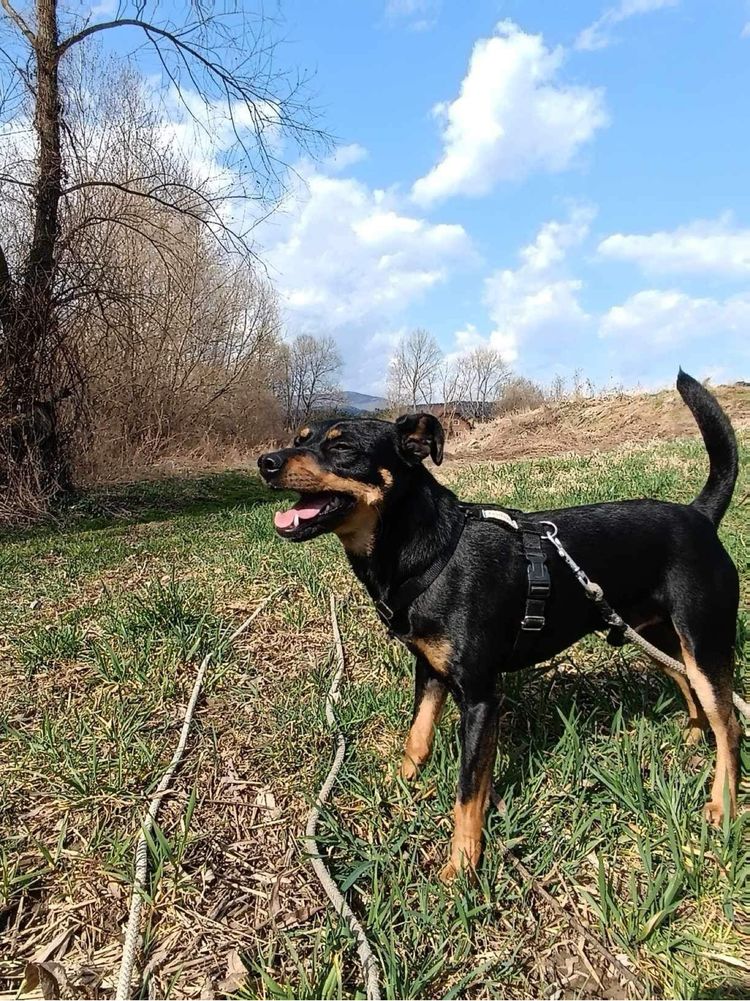 Młody Piesek w typie pinczerka do adopcji