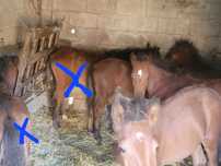 Poldras garranas compatíveis