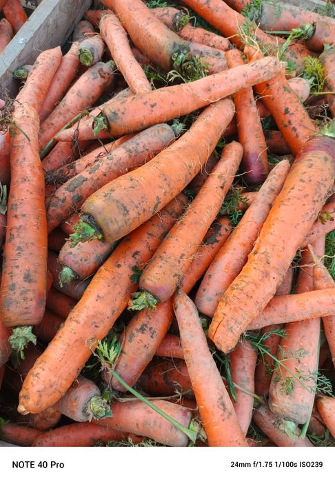 Marchew odpadowa oraz jak leci