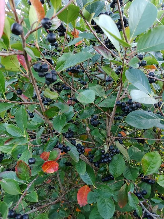 Aronia rwana na zamówienie