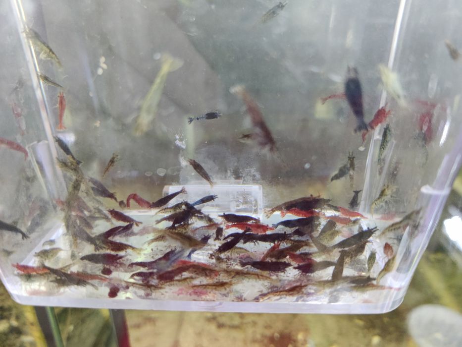 Krewetki Neocaridina poselekcyjne po Blue Velvet i Sakura Red Wysyłka