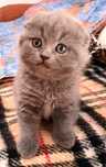 Gatinhas Scotich fold