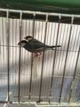 Aves para novo lar