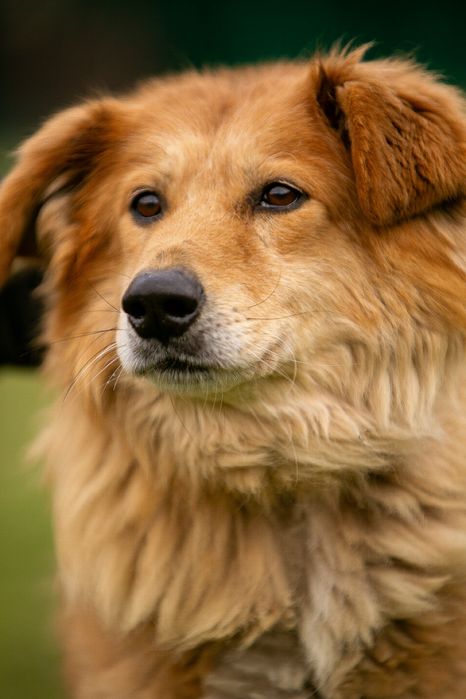 Миша ищет добрые руки